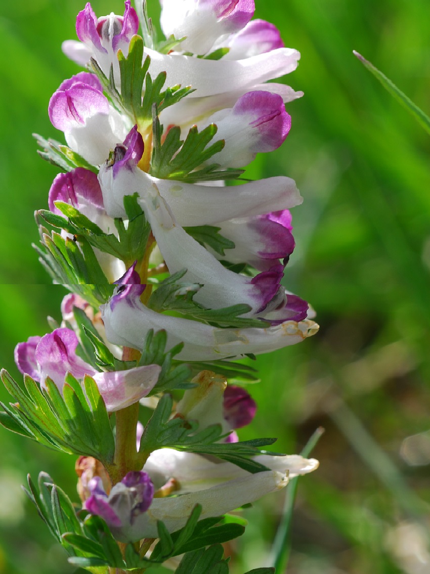 Corydalis densiflora subsp. apennina 1