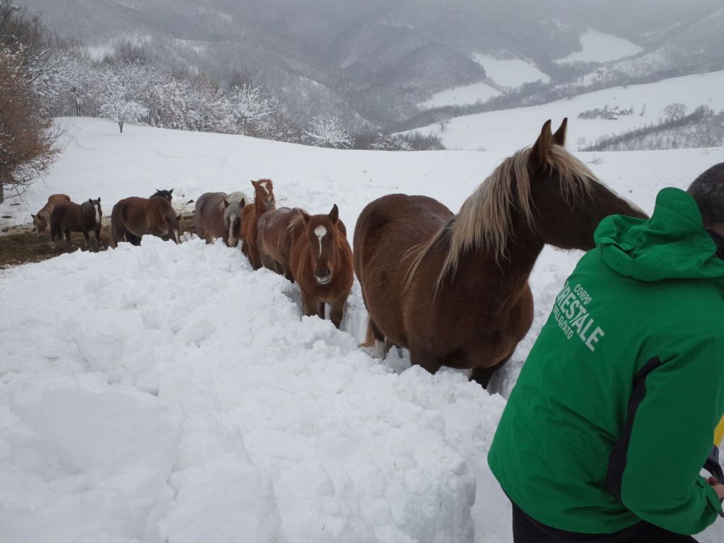 foto repertorio forestali con cavalli