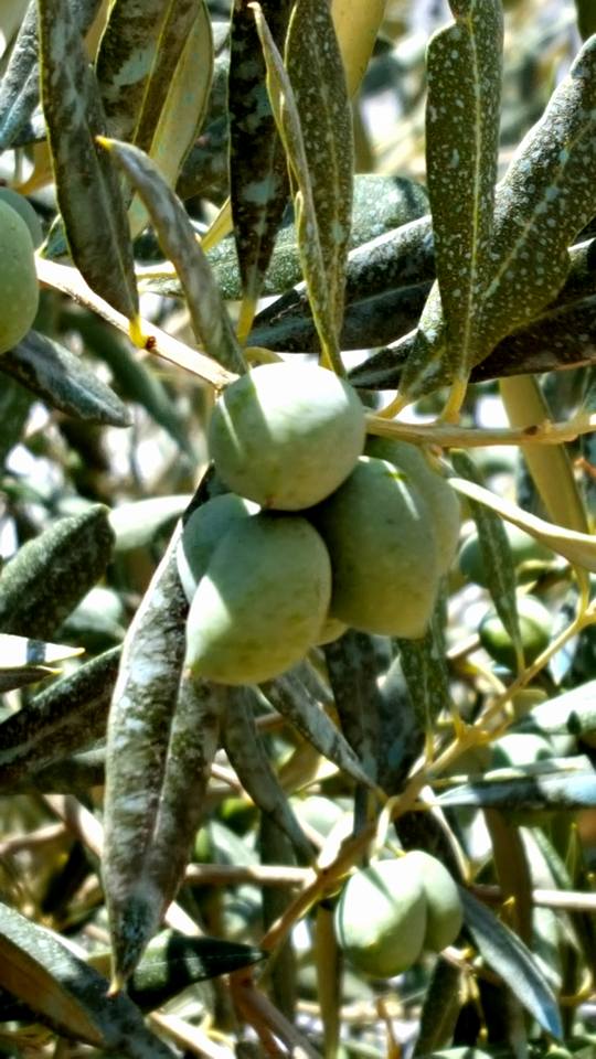 siccità olive