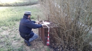 Sequestrate trappole per la cattura di fauna selvatica a Sassoferrato