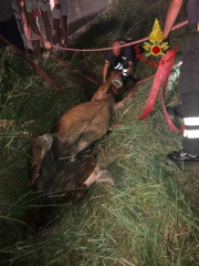 Cavallo in un fosso. Lo salvano i pompieri