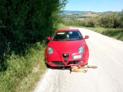 Capriolo investito mentre attraversa la strada muore sul colpo