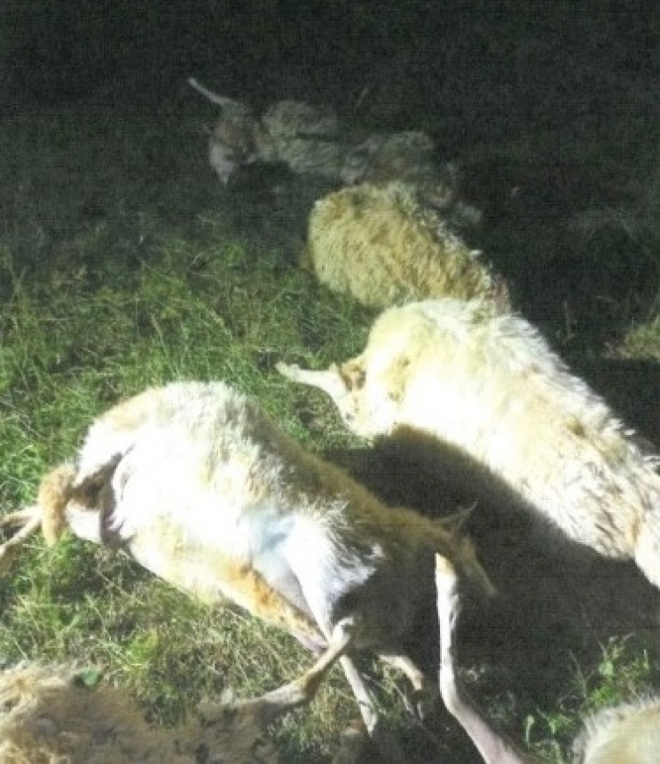 Coldiretti Macerata, strage di pecore: “Mattanza senza fine, allevatori alle corde”