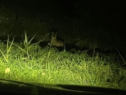 Monte San Martino, lupo avvistato nel centro abitato