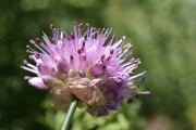 Flora, botanici Unicam scoprono una specie unica al mondo