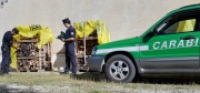 Traffico del legno, sanzione fino a un milione