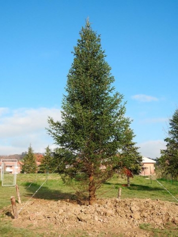 Tolentino, &quot;rivive&quot; l&#039;albero di Natale nel Parco della Pace