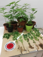 Coltiva cannabis nell'orto di casa, denunciato dai carabinieri di Tolentino
