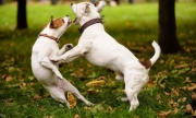 Rissa tra cani, ferita anche la padrona