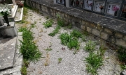 Cimitero, i cittadini si lamentano dell'incuria