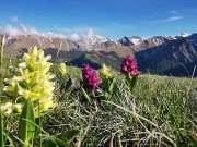La fioritura dei Piani di Ragnolo attrattiva di punta dei Sibillini