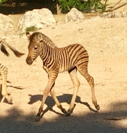 CR7 MANIA, al cucciolo di zebra dato il nome di &ldquo;Cristiano&rdquo;