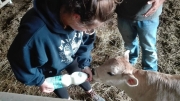 Allarme Coldiretti Marche : "Filiera del latte alle corde"