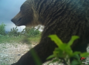 Parco dei Sibillini: l&#039;orso che ride nello scatto dei carabinieri forestali