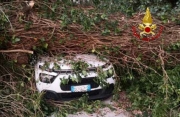 Albero cade su una vettura in transito. Illeso il conducente