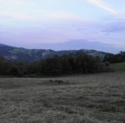 Infiamma la polemica sui cinghiali. Coldiretti scende in piazza ad Ancona
