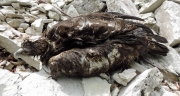 Legambiente: "L'uccisione dell'aquila reale &egrave; un danno inestimabile per la biodiversit&agrave;"