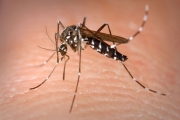 Ricercatori Unicam inventano insetticida naturale