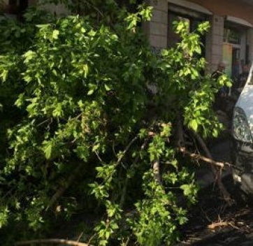 Il forte vento provoca la caduta di un albero a Civitanova. Danni a due auto in sosta