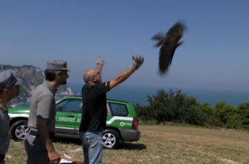 Uccelli selvatici salvati dal Corpo forestale dello Stato. Liberato un falco.  Curato un martin pescatore
