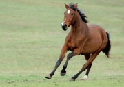 Cade da cavallo, soccorso in codice rosso