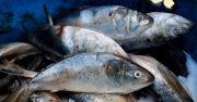 Controlli filiera pesca: sequestrati oltre 500 kg di pesce, sanzioni per 23mila euro