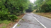 Maltempo. Grandine sulle Sae e alberi abbattuti