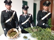 Piantagione di Marjuana in casa. Arrestato 38 enne a Matelica.