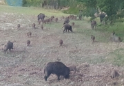 Cinghiali vicino alle abitazioni, un problema che preoccupa
