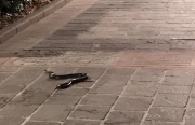 Tolentino, serpente a spasso