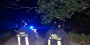 Maltempo, alberi cadono sulla strada
