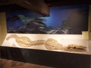 L'antenato del mostro di Lochness arriva a Gagliole