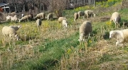 Allarme lupi a Valfornace: 5 pecore sbranate, due cani spariti