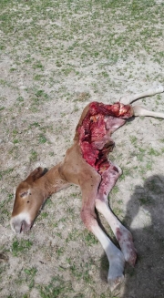 Puledro sbranato nel Parco dei Sibillini