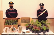 Lotta alla 'ndrangheta, sequestrati pistola, droga, piante di marijuana: in manette un uomo