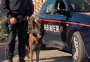 Matelica: rinvenuti dai carabinieri oltre 100 grammi di hashish nascosti nei giardini di un locale