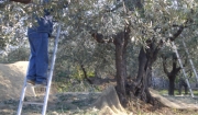 Cade dall'albero mentre raccoglie le olive. &Egrave; grave