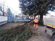 Chiesanuova, il vento spezza un albero davanti alla scuola