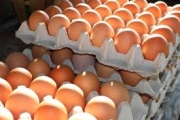 Uova contaminate da Fipronil- continuano i controlli
