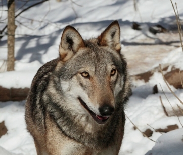 Morto il lupo Merlino, simbolo di speranza e resistenza nel territorio del Parco dei Sibillini