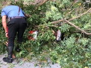 Albero cade su motociclista. In volo l&rsquo;eliambulanza