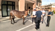 Mulo a spasso per San Severino. Intervengono polizia locale e Carabinieri