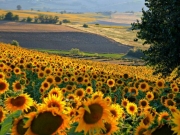 Marche, regione dei girasoli. Accordo per olio 100% italiano