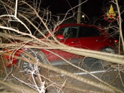 Albero su auto a  Scossicci- Conducente e passeggeri illesi