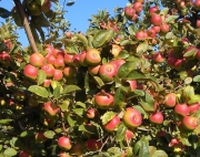 Ricerca Unicam: La Mela Rosa dei Sibillini nell'editoria scientifica internazionale